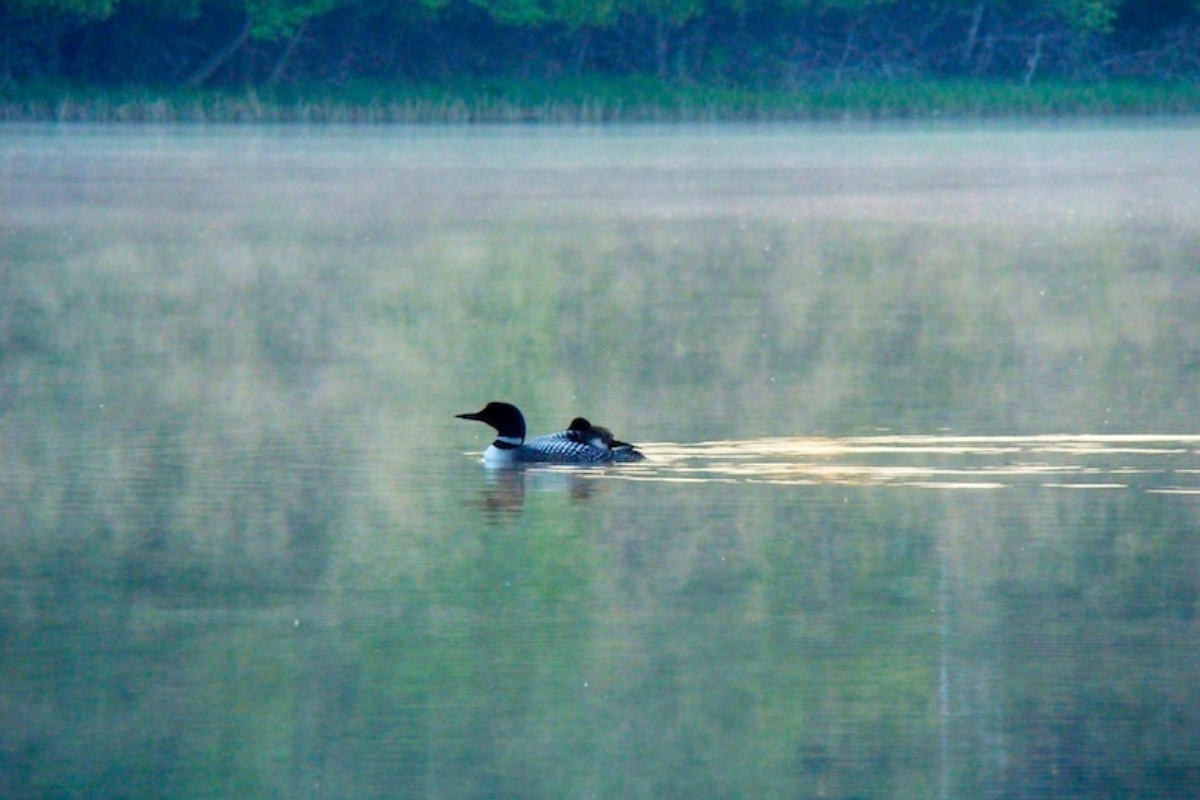 Loon&baby-