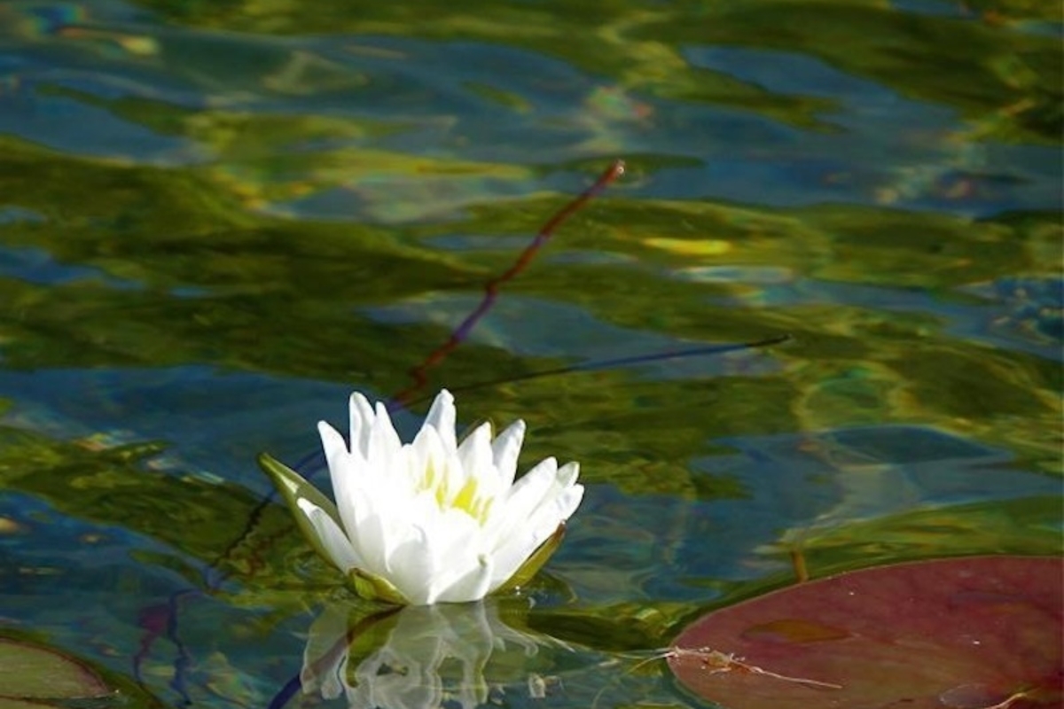 Waterlily-